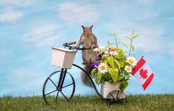Picture flowers, bike, rendering, flag, protein, basket, photoart