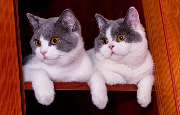 Cats, kittens, shelf, wardrobe, a couple, two kittens, faces, grey with white