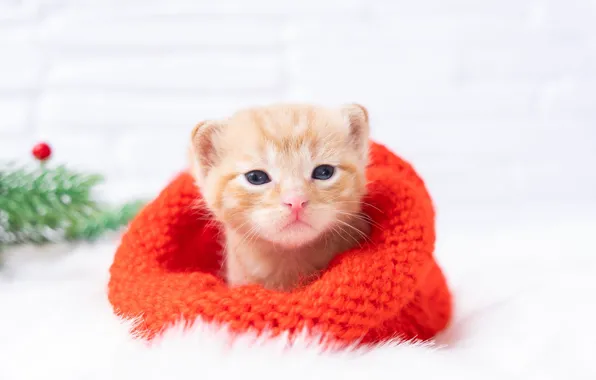 Cat, branches, kitty, hat, baby, red, muzzle, Christmas