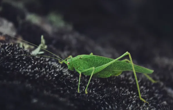 Nature, Grasshopper, Green
