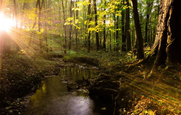 Forest, light, trees, nature