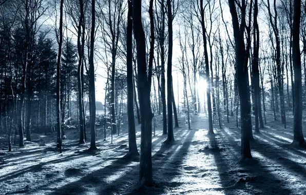 Forest, snow, nature