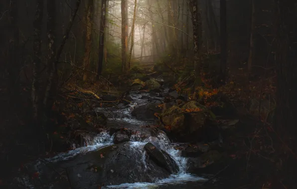 Picture autumn, forest, trees, branches, fog, stream, stones, for