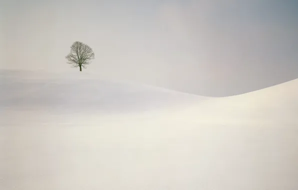 Picture tree, hills, minimalism
