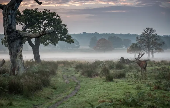 Fog, deer, morning