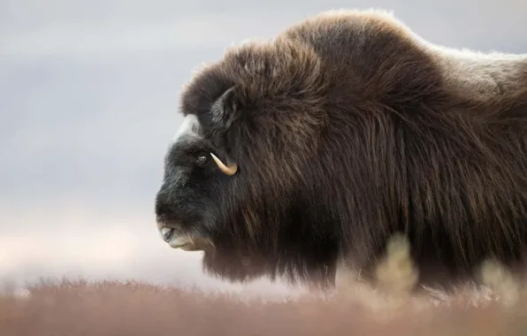 Picture face, wool, horns, musk ox