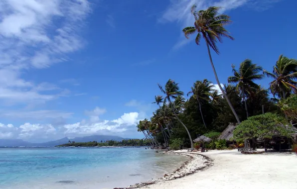 Sand, Beach, Palm trees