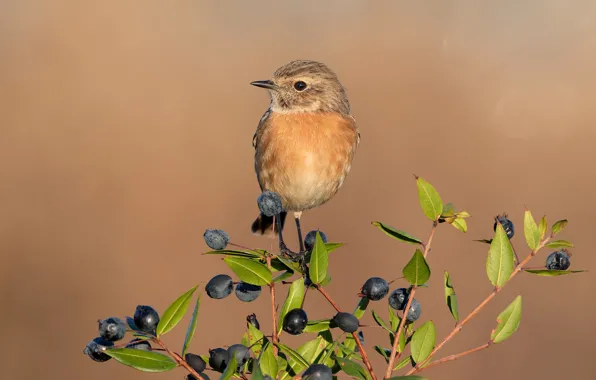 Picture Tree, Bird, Branches, Berries