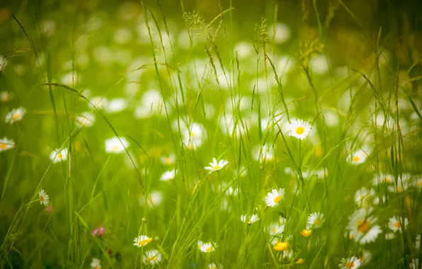 Picture summer, grass, chamomile