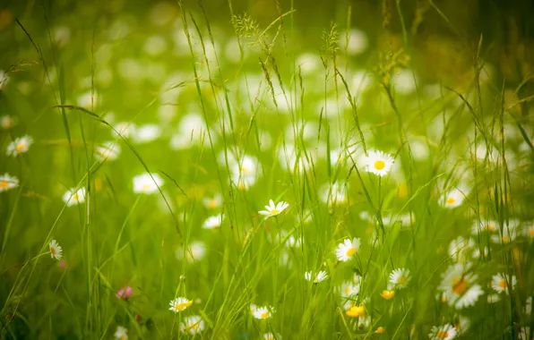 Summer, grass, chamomile