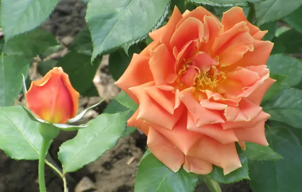 Flowers, Rose, Flower, Bud, Orange rose, Meduzanol ©, Summer 2018