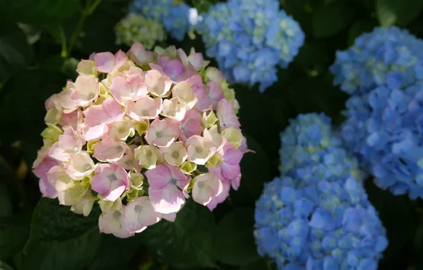 Blue, inflorescence, pink hydrangea
