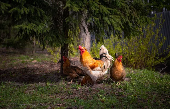 Picture trees, birds, nature, cock, chickens, Ruslan Avdevich