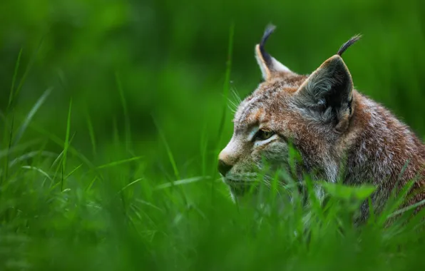Picture cat, grass, look, face, portrait, profile, ears, lynx