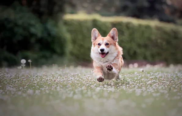 Dog, running, Corgi