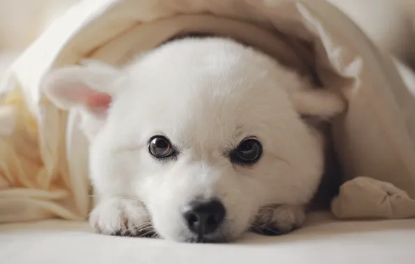 Look, portrait, dog, bed, puppy, lies, white, face