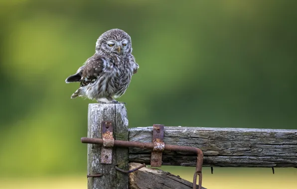 Owl, owl, Marco Redaelli