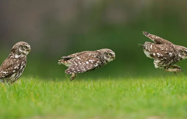 Grass, nature, owl, owlet
