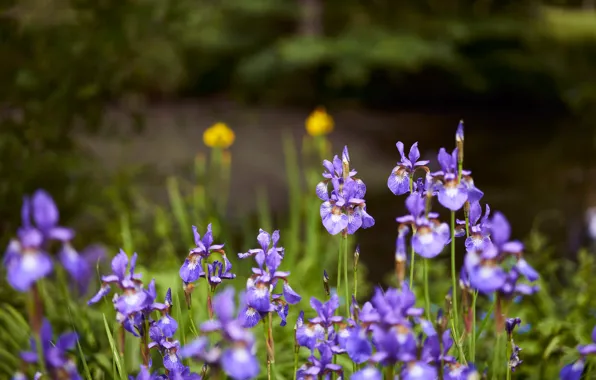 Flowers, nature, shore, irises, pond, a lot, lilac