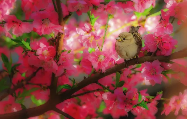 Flowers, branches, bird, spring, pink, flowering