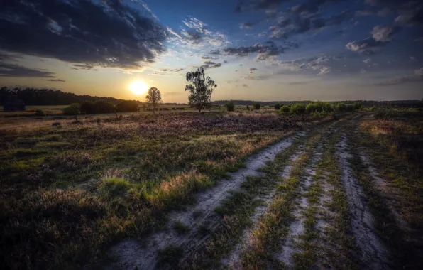 Picture field, summer, morning