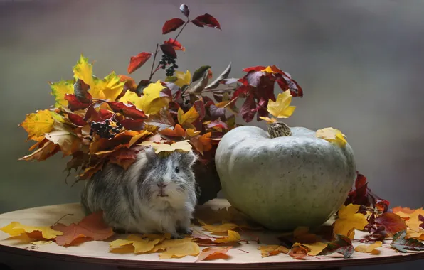 Picture sadness, autumn, animals, leaves, Guinea pig