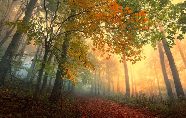 Autumn, forest, leaves, trees, fog, forest, path, trees