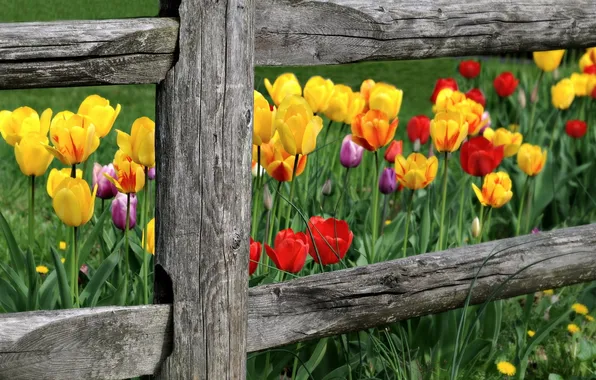 Picture flowers, nature, the fence, tulips