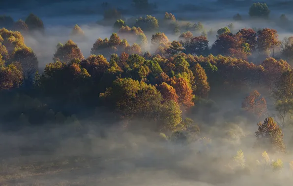 Picture trees, fog, sunrise, field