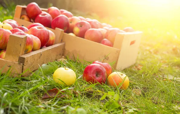 Boxes, weed, the harvest, ripe apples