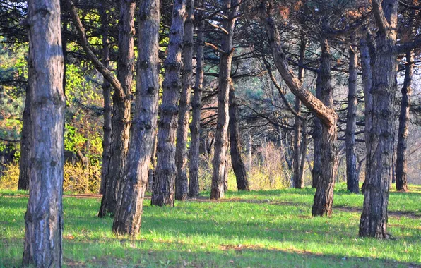 Greens, Park, trunks, Spring, ate, alley, spring