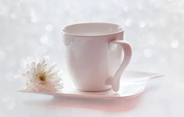 Picture flower, glare, Cup, saucer, chrysanthemum