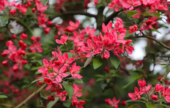 Flower, spring, twig