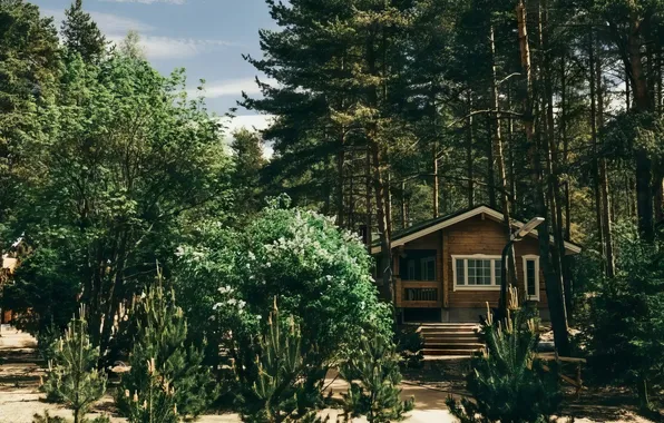 Nature, Forest, House, House, Nature, Forest