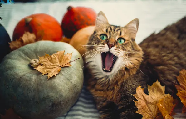Autumn, cat, cat, look, pose, pumpkin, pumpkin, Halloween