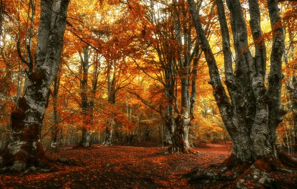 Picture autumn, forest, nature