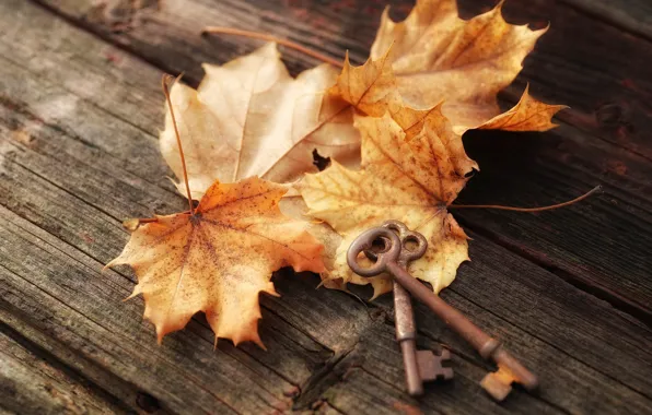 Autumn, leaves, keys