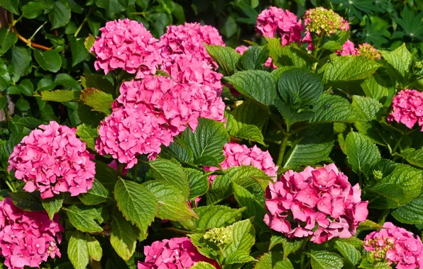 Picture leaves, flowers, hydrangea