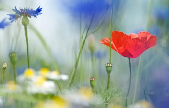 Picture field, macro, flowers, chamomile, blur, Mac, field, cornflowers