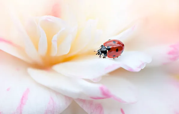 Picture white, summer, macro, flowers, red, background, ladybug, beetle