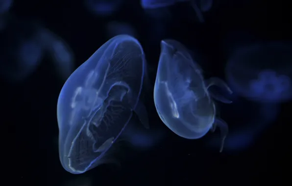 Dark, jellyfish, blue, float