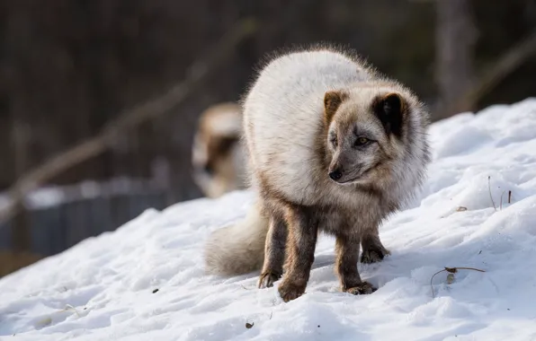 Winter, look, snow, pose, grey, the snow, Fox