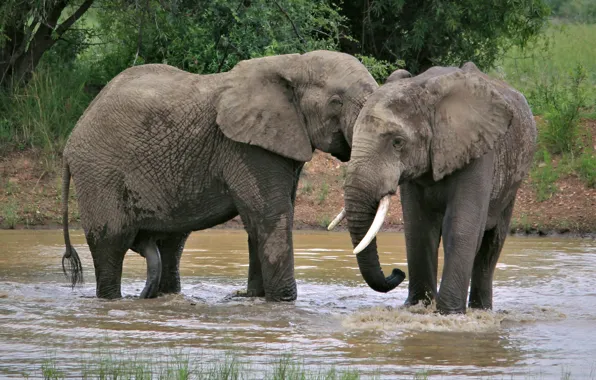 Picture Nature, Africa, Elephant, Two, Male, Elephant