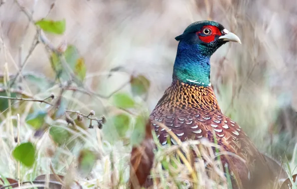 Grass, leaves, branches, nature, bird, portrait, blur, bokeh