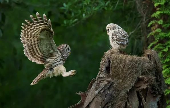 Flight, birds, tree, owl, socket, owls, a couple, chick