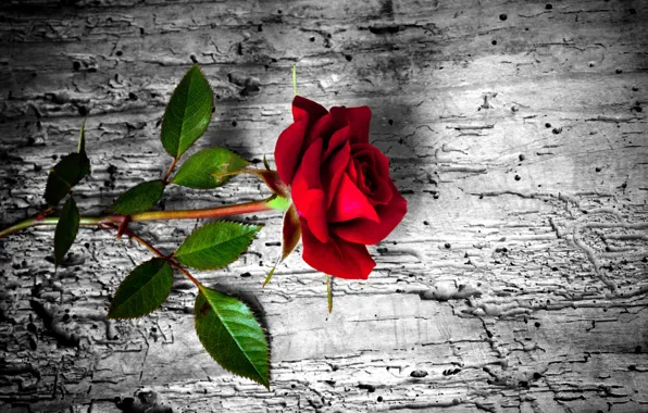 Flower, rose, red, rose, wood