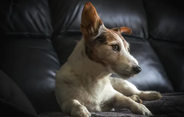 House, each, dog