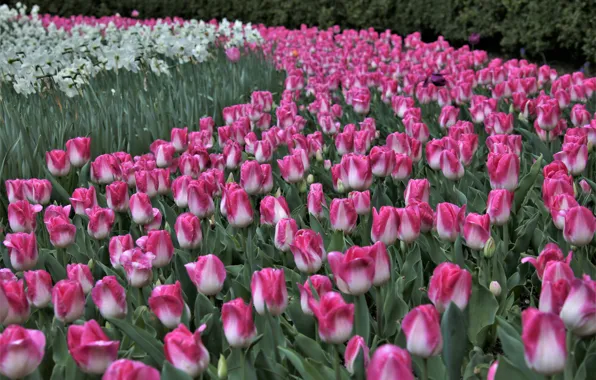 Tulips, buds, a lot, daffodils
