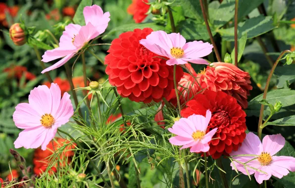 Greens, flowers, garden, red, pink, flowerbed, dahlias, cosmos