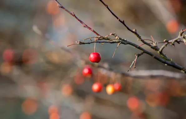 Picture nature, garden, Winter Fruits